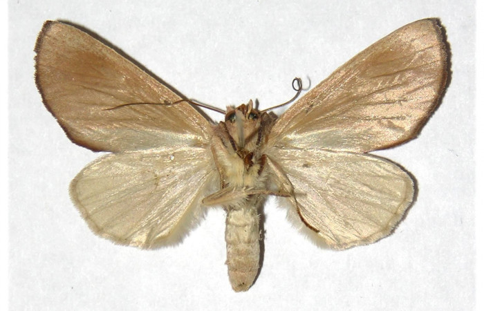 Adulto hembra en posición ventral de <i>Hemiceras zula</i> (Notodontidae). Sector Del Oro, Sendero Puertas. Voucher 05-SRNP-21989-