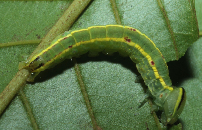 Larva en posición dorsal de <i>Hemiceras zula</i> (Notodontidae), PU estadio. Sector Rincon Rain Forest, Botarrama. Voucher 18-SRNP-45684- DHJ718825.jpg.