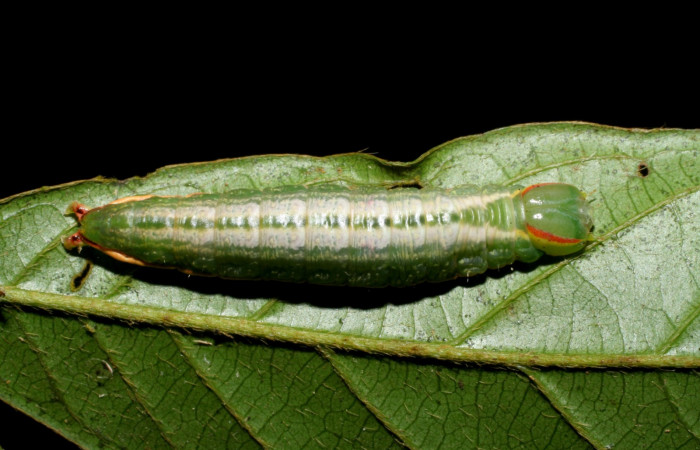 Larva en posición dorsal de <i>Hemiceras zula</i> (Notodontidae), U estadio. Sector San Cristóbal, Quebrada Garcia. Voucher 08-SRNP-128- DHJ437059.jpg.