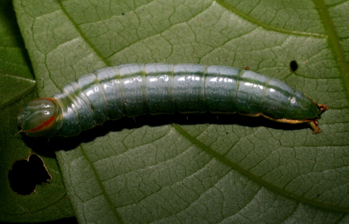 Larva en posición dorsal de <i>Hemiceras zula</i> (Notodontidae), U estadio. Sector Del Oro, Rio Chon. Voucher 07-SRNP-24882-DHJ434236.jpg.