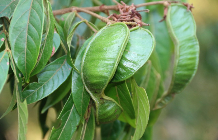 Frutos de <i>Inga micheliana (Fabaceae), planta hospedera de <i>Hemiceras zula</i> (Notodontidae). Sector San Cristóbal, Tajo Angeles. Foto, Carolina Cano, 5 Mayo 2019.