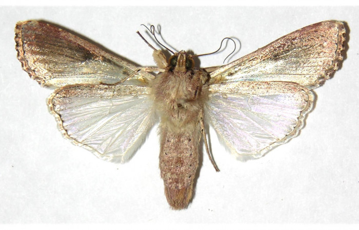 Figura 13. Adulto de <i>Spodoptera latifascia</i> (Noctuidae).Ventral. Voucher: 02-SRNP-5115-DHJ315961.