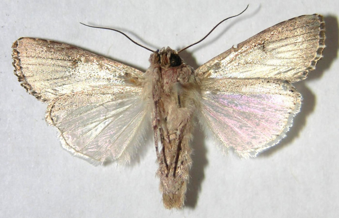 Figura 19. Adulto de <i>Spodoptera eridania</i> (Noctuidae). Voucher: 07-SRNP-35351-DHJ366367.