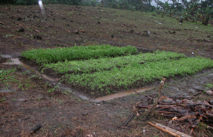 Figura 3. Vivero plántulas de tomates <i>Solanum lycopersicum</i> (introducido) listos para ser transplantados. Finca Tomate, Buenos Aires 2 diciembre 2006.
