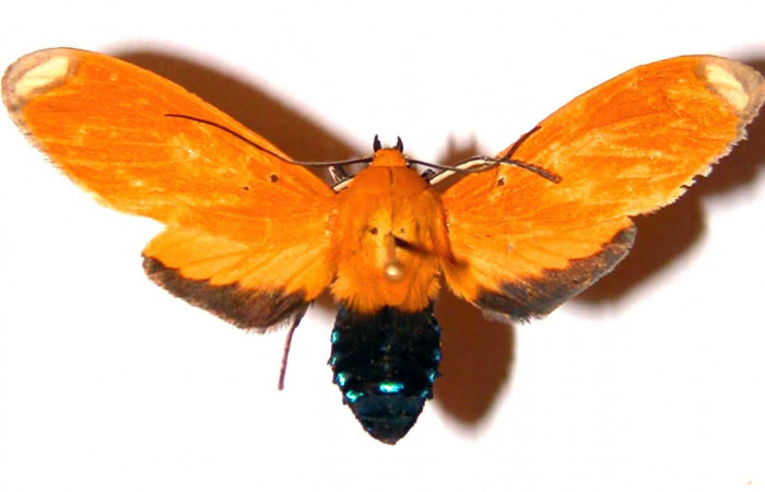 Figura 13. Adulto <i>Ormetica sicilia</i> (Erebidae), vista dorsal. (02-SRNP-1624-DHJ38834 ).