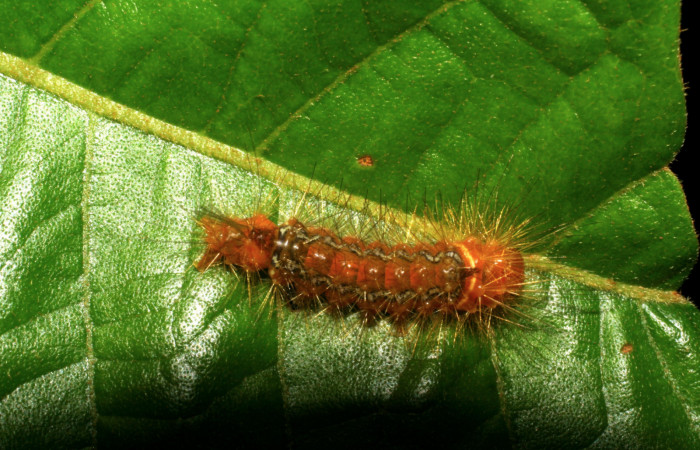 Figura. 12 Larva <i>Ormetica sicilia</i> (Erebidae), posición dorsal alimentándose en Inga edulis (Fabaceae). (07-SRNP-3727-DHJ429628.jpg ).