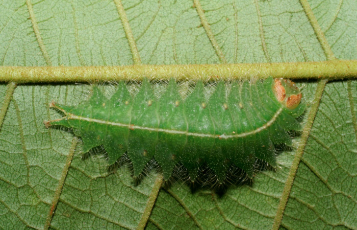Figura. 14 Larva <i>Rhogalia epigena</i> (Limacodidae), posición dorsal alimentándose en Inga edulis (Fabaceae). (08-SRNP-40089-DHJ441747.jpg).