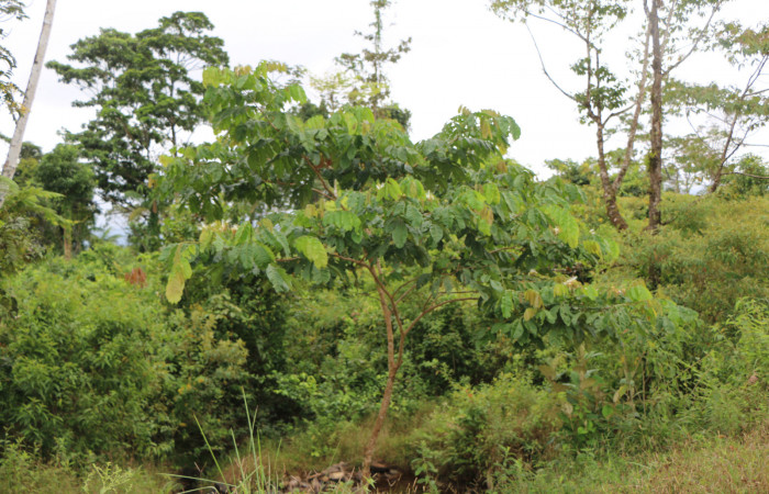 Figura. 1 Habitad, <i>Inga edulis</i>, (Fabaceae). Area de Conservación Guanacaste, Sector Rincón Rain Forest, Estación Leiva, Selva, (elevación 410 metros), colectada el 30 de Abril 2019. Foto, Jorge Hernández.