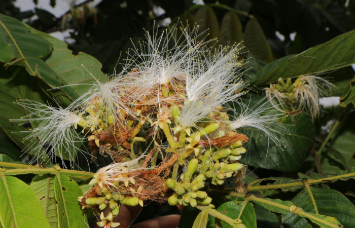 Figura. 10 Flor en racimo, <i>Inga eldulis</i>, (Fabaceae). Area de Conservación Guanacaste, Sector Rincón Rain Forest, Estación Leiva, Selva, (elevación 410 metros), colectada el 30 de Abril 2019. Foto, Jorge Hernández.