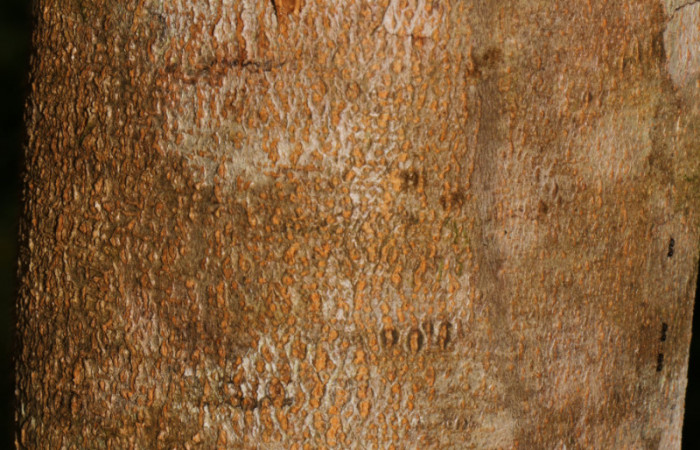 Figura. 8 Corteza, <i>Inga eldulis</i>, (Fabaceae). Area de Conservación Guanacaste, Sector Rincón Rain Forest, Estación Leiva, Selva, (elevación 410 metros), colectada el 30 de Abril 2019. Foto, Jorge Hernández.