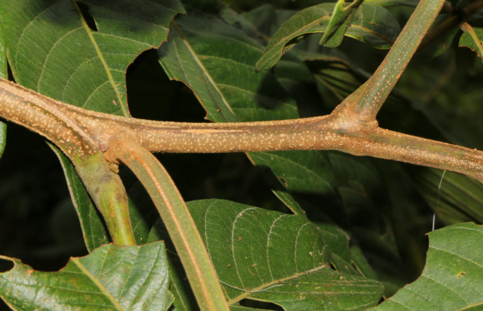 Figura. 5 Posición hojas, <i>Inga eldulis</i>, (Fabaceae). Area de Conservación Guanacaste, Sector Rincón Rain Forest, Estación Leiva, Selva, (elevación 410 metros), colectada el 30 de Abril 2019. Foto, Jorge Hernández.