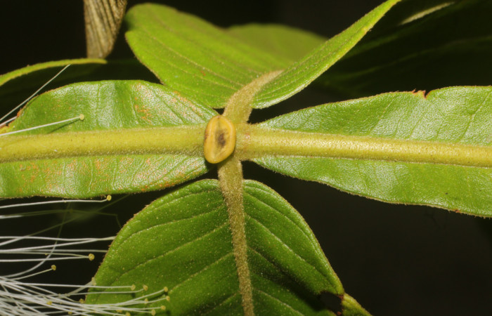 Figura. 7 Nectario, <i>Inga eldulis</i>, (Fabaceae). Area de Conservación Guanacaste, Sector Rincón Rain Forest, Estación Leiva, Selva, (elevación 410 metros), colectada el 30 de Abril 2019. Foto, Jorge Hernández.