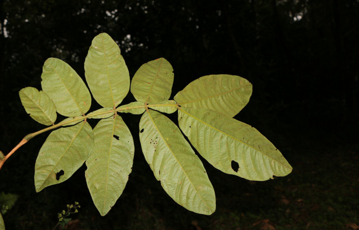 Figura. 3 Hoja envés, <i>Inga eldulis</i>, (Fabaceae). Area de Conservación Guanacaste, Sector Rincón Rain Forest, Estación Leiva, Selva, (elevación 420 metros), colectada el 30 de Abril 2019. Foto, Jorge Hernández.