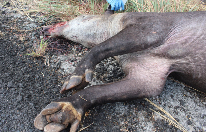 10 de mayo 2019, Túnel Verde y Vivo de la Biodiversidad, Carretera Interamericana Norte, Foto: Melissa Espinoza