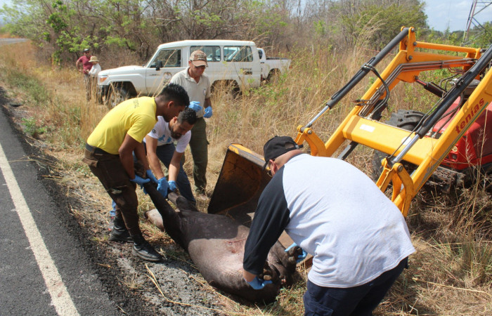 10 de mayo 2019, Túnel Verde y Vivo de la Biodiversidad, Carretera Interamericana Norte, Foto: Melissa Espinoza