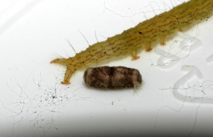 Fig.10 Capullo parásito  <i>Glyptapanteles</i> Whitfield89(Braconidae) de <i>Antiblemma amarga</i>.  Voucher: 11-SRNP-32159-DHJ483922.jpg
