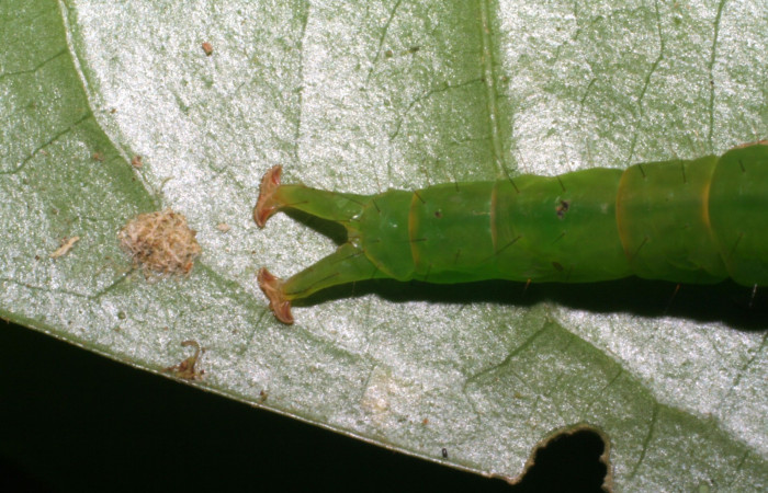 Fig.3 Larva <i>Antiblemma amarga</i> en último estadío mostrando la parte estructura último segmento.  Voucher: 05-SRNP-32793-DHJ404913.jpg
