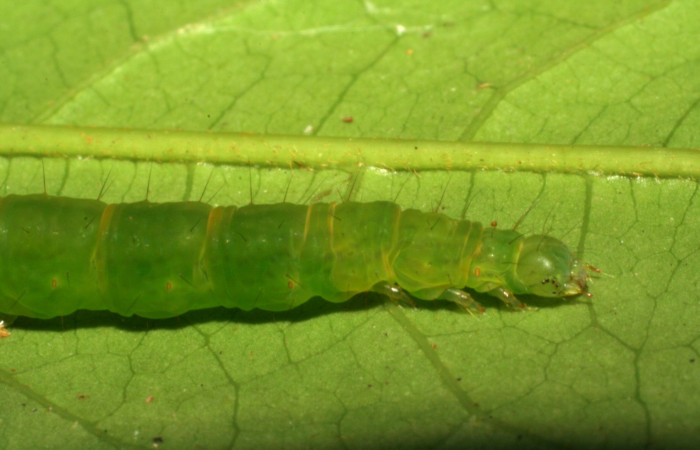 Fig.5  Larva <i>Antiblemma amarga</i> en último estadío mostrando parte lateral de la cabeza. Voucher: 05-SRNP-32793-DHJ404910.jpg