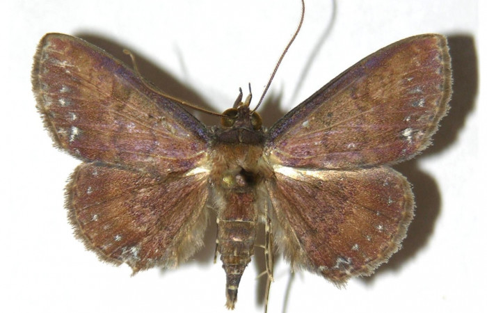 Fig.8 Adulto <i>Antiblemma amarga</i>  dorsal. Hembra. Voucher: 05-SRNP-32369-DHJ315346.jpg
