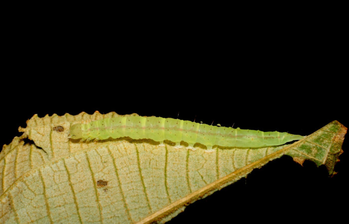 Fig.1 Larva <i>Antiblemma ceras</i>  en penúltimo estadío mostrando la parte dorsal.  Voucher: 09-SRNP-30053-DHJ450809.JPG