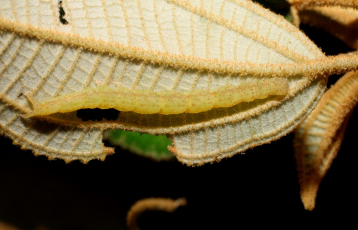 Fig.2 Larva  <i>Antiblemma ceras</i> en último estadío mostrando la parte propatas. Voucher: 09-SRNP-30053-DHJ450809.JPG