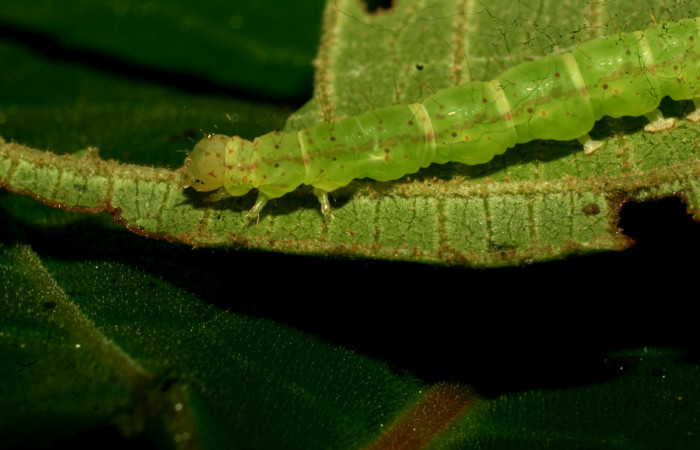 Fig. 3  Larva <i>Antiblemma ceras</i>  en penúltimo estadio mostrando estructura patas. Voucher: 11-SRNP-31898-DHJ494590.jpg