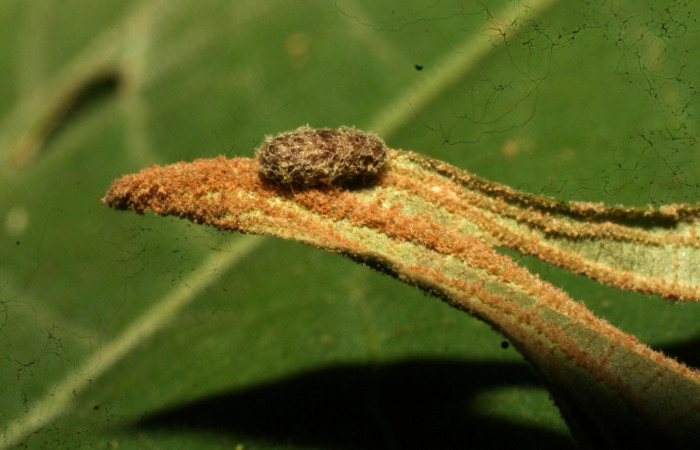 Fig.9 Parásitos <i>Glyptapanteles</i> Janzen05 de <i>Antiblemma ceras</i>  Voucher: 11-SRNP-32320-DHJ484012.jpg