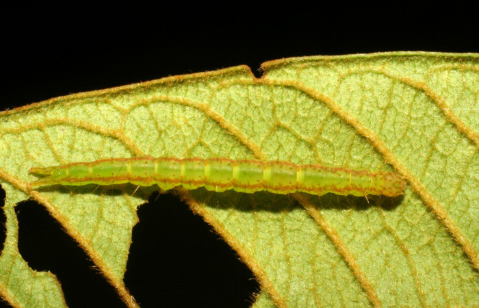 Fig.1 Larva <i>Antiblemma</i> Poole13  en último estadío mostrando la parte dorsal. Voucher: 07-SRNP-33101-DHJ427493.jpg