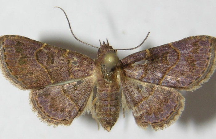 Fig.5 Adulto <i>Antiblemma</i> Poole13  dorsal. Hembra. Voucher: 09-SRNP-76786-DHJ522080.jpg