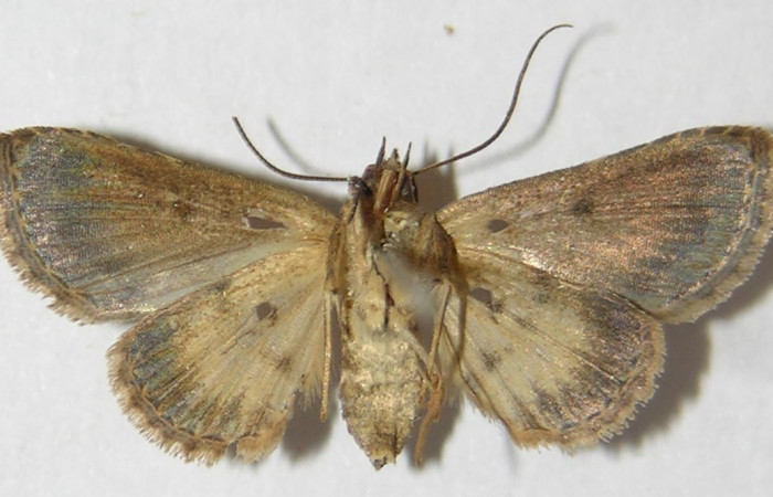 Fig.6 Adulto <i>Antiblemma</i> Poole13  ventral. Hembra. Voucher: 09-SRNP-76786-DHJ522081.jpg