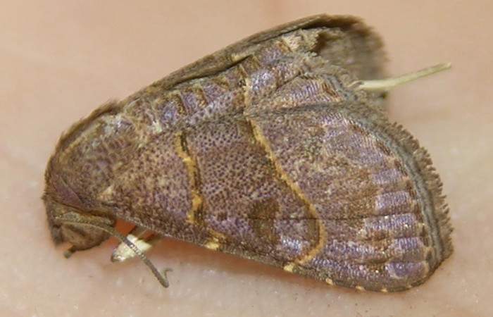 Fig.7  Adulto <i>Antiblemma</i> Poole13  dorsal. Hembra. Voucher: 07-SRNP-33118-DHJ510913.jpg