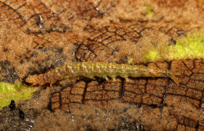 Fig.2  Larva <i>Antiblemma</i> Poole03  en penúltimo estadío mostrando forma de comer.  Voucher: 11-SRNP-32076-DHJ494668.JPG