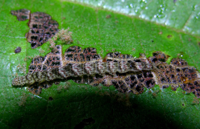 Fig.3 Larva <i>Antiblemma</i> Poole03  último estadío mostrando forma de comer.  Voucher: 05-SRNP-32612-DHJ404751.jpg