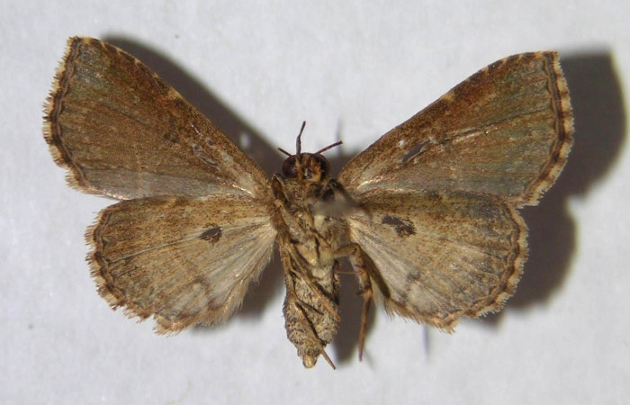 Fig.7 Adulto <i>Antiblemma</i> Poole03  ventral. Hembra. Voucher: 05-SRNP-32006-DHJ364399.jpg