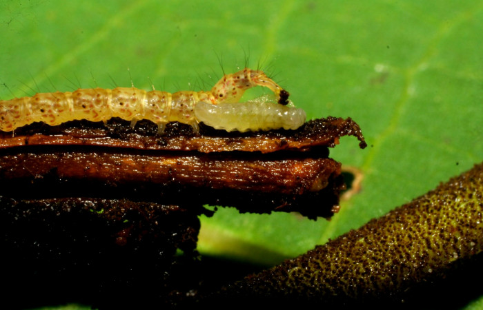 Fig.8  Larva de parásito de Braconidae en <i>Antiblemma</i> Poole 03 Voucher: 07-SRNP-33228-DHJ430169.jpg
