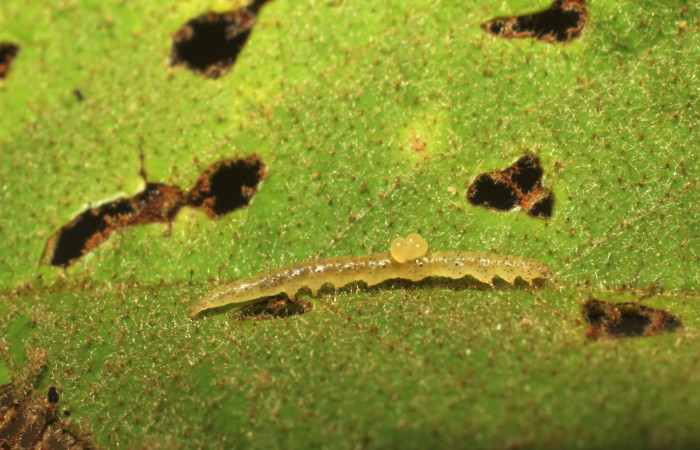 Fig.9  Larvas de parásitos de <i>Euplectrus ronaldzunigai</i>  (Eulophidae) en <i>Antiblemma</i> Poole 03 Voucher: 11-SRNP-32079-DHJ494670.JPG
