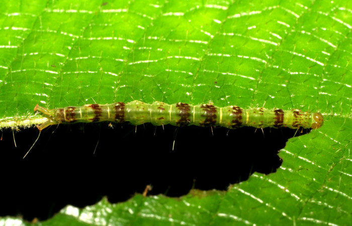 Fig.3 Larva <i>Antiblemma</i> Poole05 en último estadío mostrando la parte dorsal Voucher: 06-SRNP-34997-DHJ416695.jpg