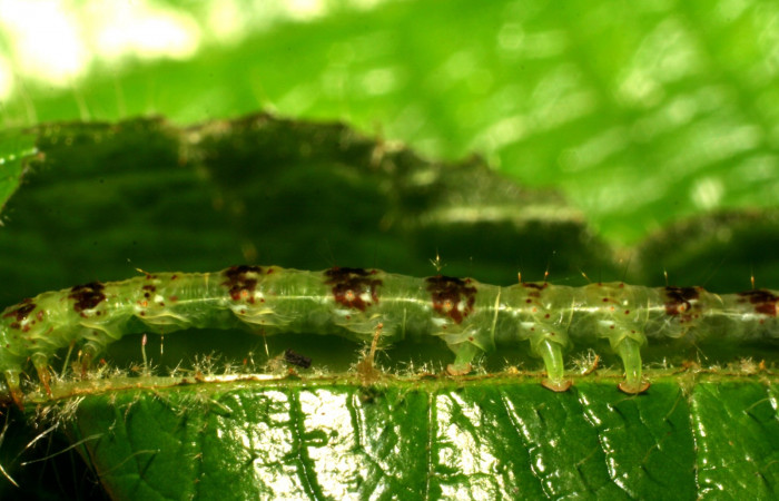 Fig.4  Larva <i>Antiblemma</i> Poole 05 en último estadío mostrando parte medial del cuerpo. Voucher: 06-SRNP-34997-DHJ416703-1.jpg
