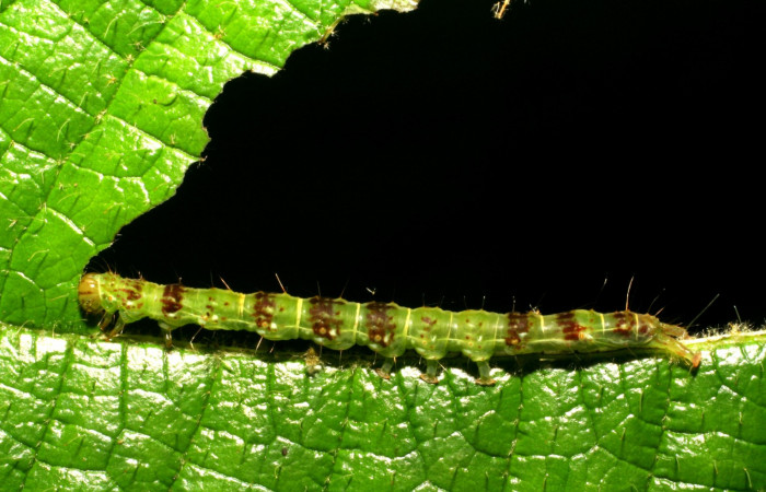 Fig.1 Larva <i>Antiblemma</i> Poole05  en último estadío mostrando la parte lateral. Voucher: 06-SRNP-34997-DHJ416694.jpg