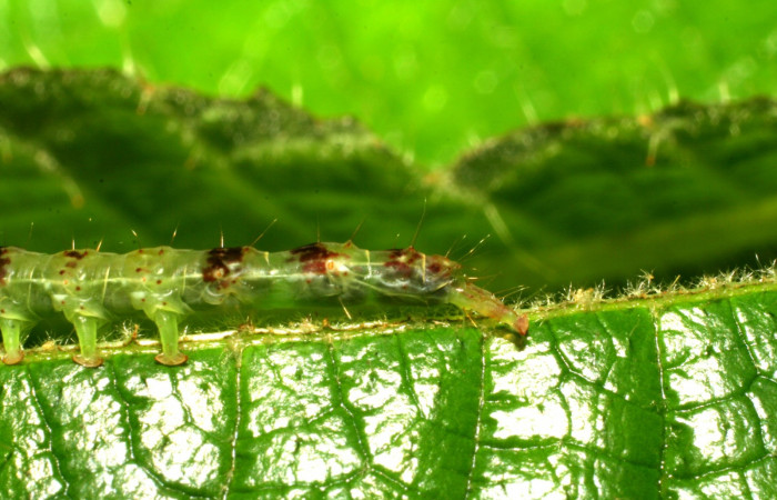 Fig.5  Larva <i>Antiblemma</i> Poole 05 en último estadío mostrando estructura del último segmento. Voucher: 06-SRNP-34997-DHJ416702.jpg