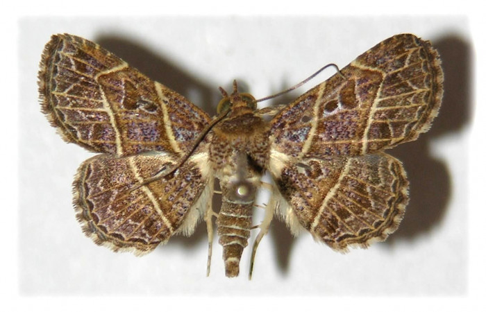 Fig.7 Adulto <i>Antiblemma</i> Poole05  dorsal. Hembra. Voucher:04-SRNP-41706-DHJ314252.jpg