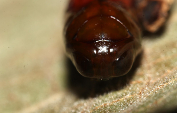 Fig.10 Pupa frontal <i>Antiblemma</i> Poole 29. Voucher: 17-SRNP-30550-DHJ736277.jpg