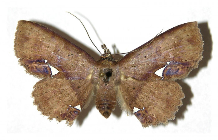 Fig.13  Adulto <i>Antiblemma calais</i>  dorsal. Hembra. Voucher:  05-SRNP-2920-DHJ314216.jpg