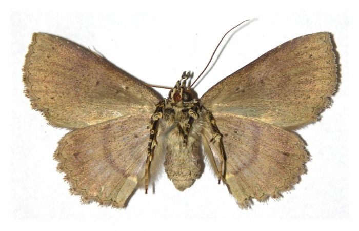 Fig.14.  Adulto <i>Antiblemma calais</i>  dorsal. Hembra. Voucher:  05-SRNP-2920-DHJ314217.jpg