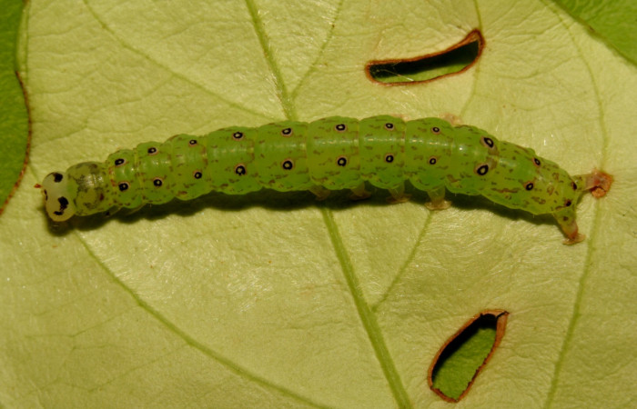 Fig.1 Larva <i>Antiblemma</i> Poole29  en último estadío mostrando la parte dorsal. Voucher: 12-SRNP-30675-DHJ485427.jpg