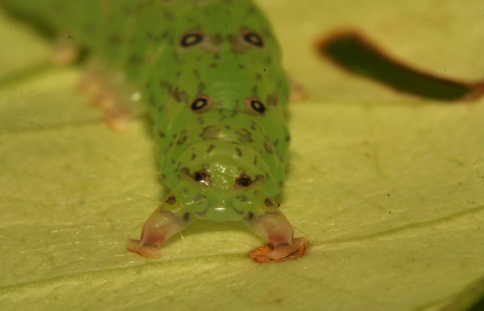 Fig.5 Larva <i>Antiblemma</i> Poole29  en penúltimo estadío mostrando la parte propatas.  Voucher: 12-SRNP-30675-DHJ485432.jpg