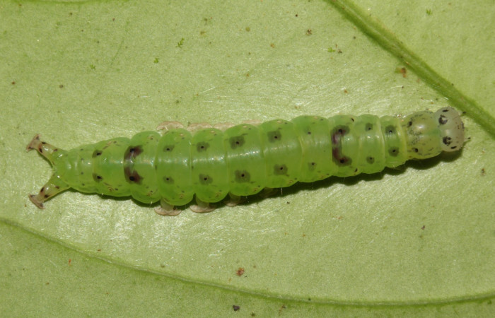 Fig.1 Larva <i>Antiblemma calais</i>  en penúltimo estadío mostrando la parte dorsal. Voucher: 18-SRNP-31039-DHJ744702.jpg