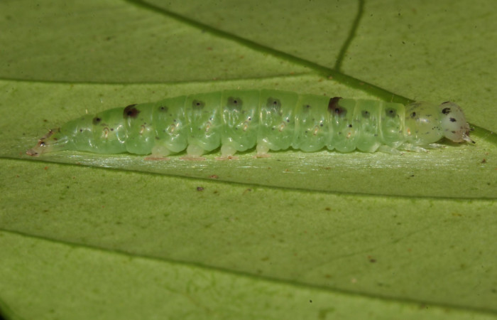 Fig.3 Larva <i>Antiblemma calais</i> en penúltimo estadío mostrando la parte dorsal. Voucher: 18-SRNP-31039-DHJ744703.jpg