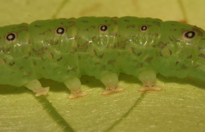 Fig.4  Larva Antiblemma Poole 29 en último estadío mostrando parte propatas, carácter para separar de <i>Antiblemma calais</i>. Voucher: 12-SRNP-30675-DHJ485434.jpg