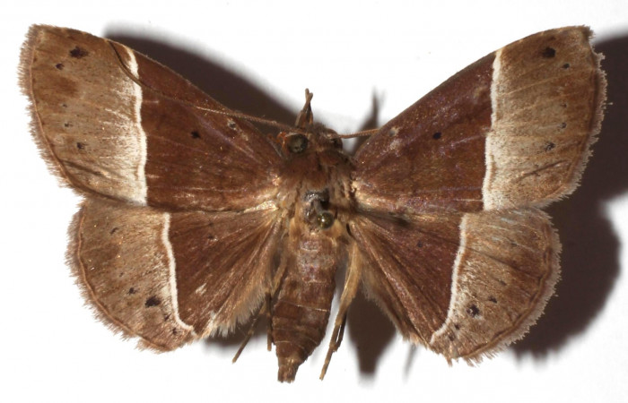 Fig.7 Adulto <i>Antiblemma</i> Poole29  dorsal. Hembra. Voucher:  17-SRNP-30550-DHJ925996.jpg